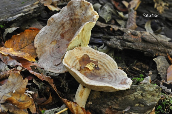 Gebänderter Hainbuchen-Milchling (Lactarius circellatus)